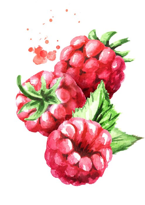 Poster Aquarell-Himbeeren mit grünen Blättern
