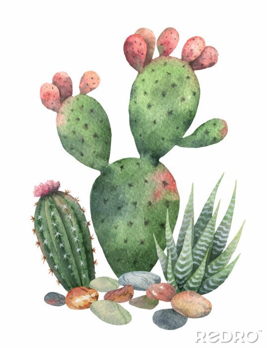 Poster Aquarell-Kaktus mit rosa Spitzen