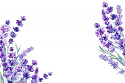 Aquarell Lavendel