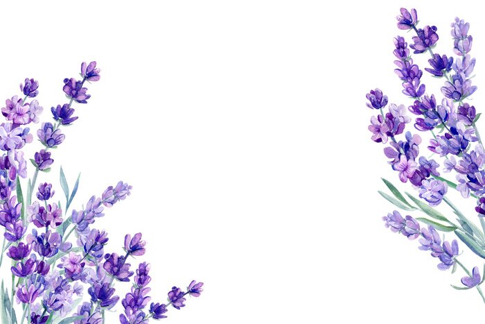 Poster Aquarell Lavendel