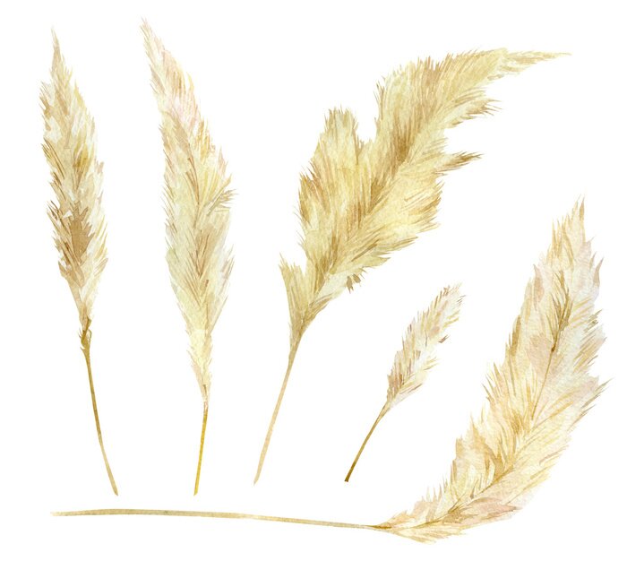 Poster Aquarell mit Zweigen von Pampasgras