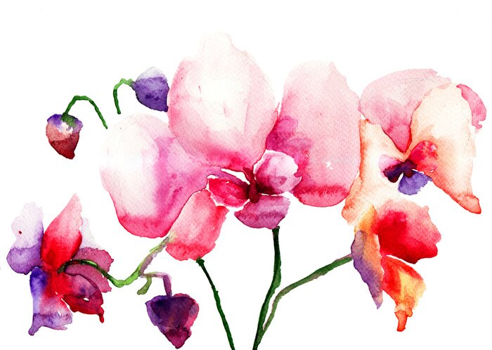 Poster Aquarell-Orchidee in gemischten Farben