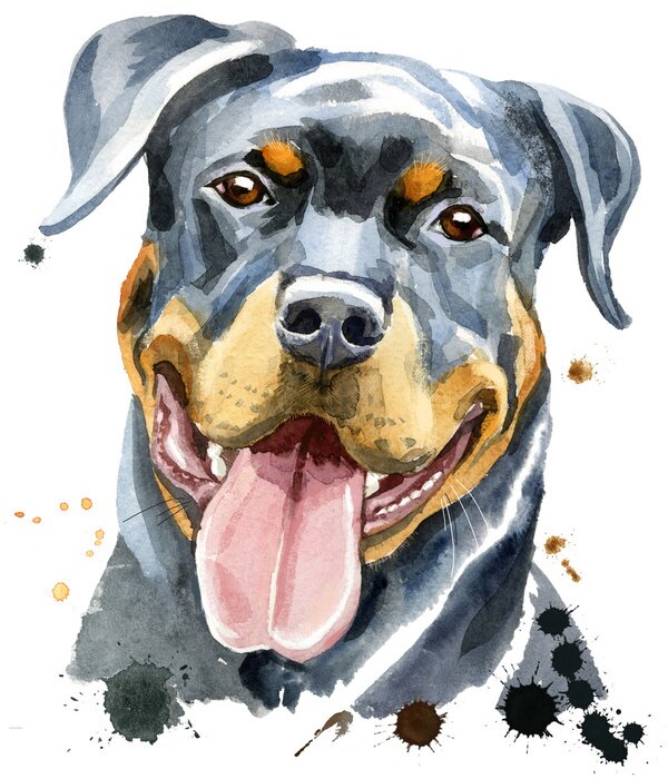 Poster Aquarell Porträt von Rottweiler