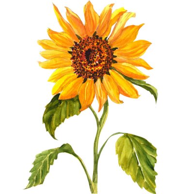 Poster Aquarell-Sonnenblume mit gesprenkelter Mitte