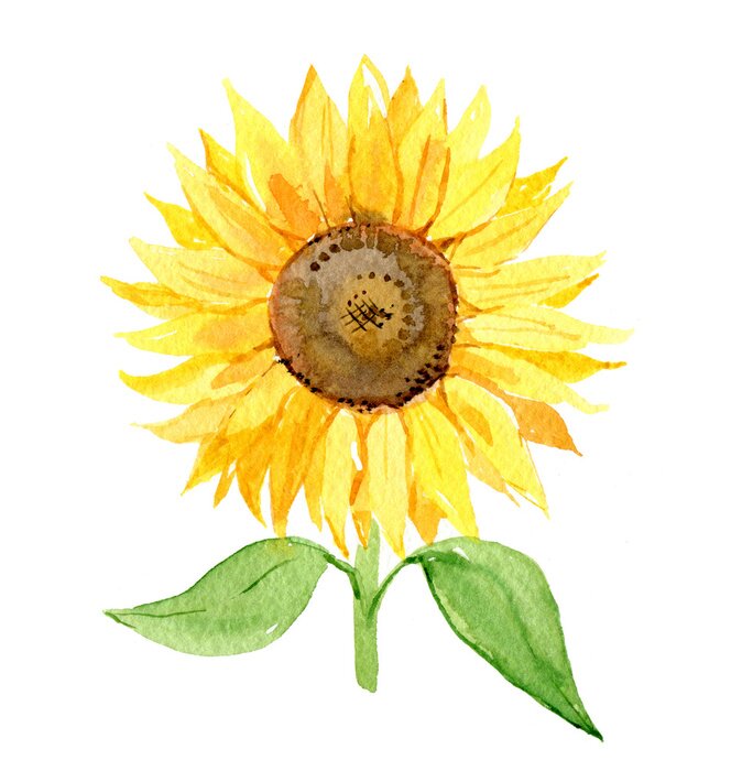 Poster Aquarell-Sonnenblumen Blume mit schattierten Blütenblättern