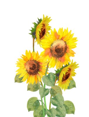 Poster Aquarell-Sonnenblumen in kräftigen Farben