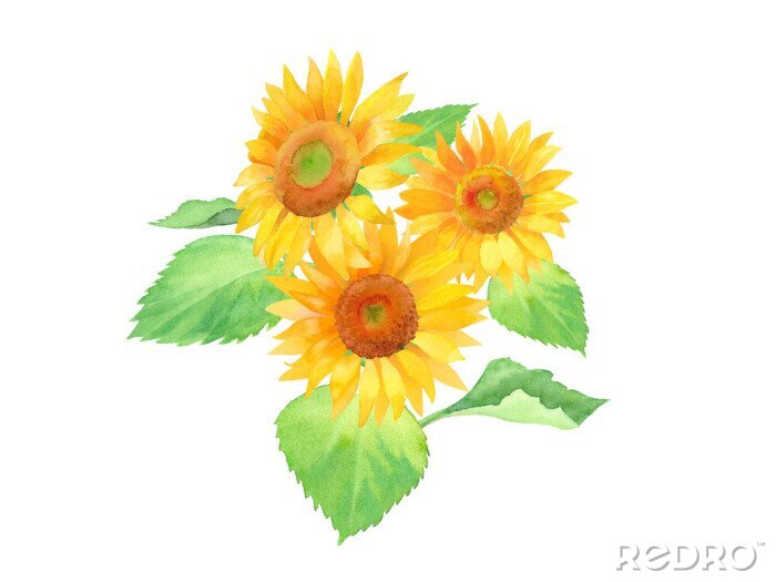Poster Aquarell-Sonnenblumen umgeben von grünen Blättern
