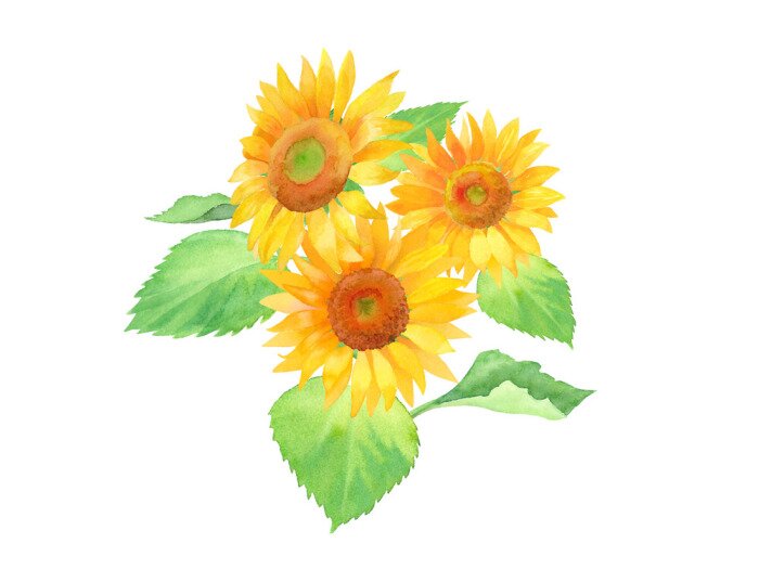 Poster Aquarell-Sonnenblumen umgeben von grünen Blättern