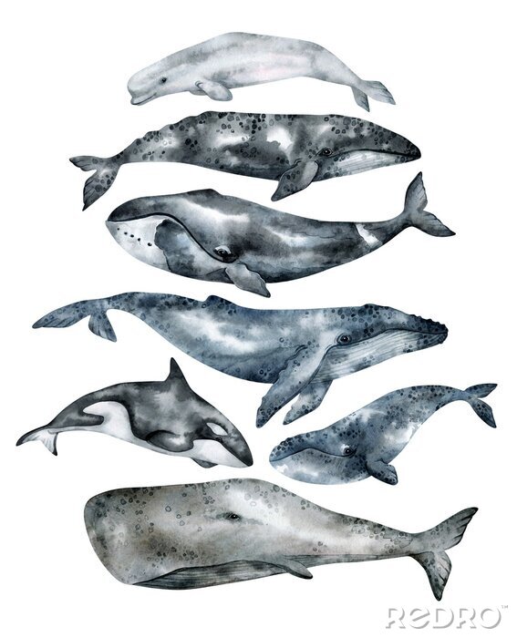 Poster Aquarelle von Walen verschiedener Arten