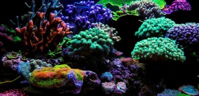 Aquarium-Korallenriff