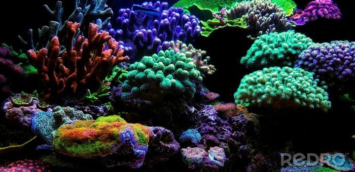 Poster Aquarium-Korallenriff