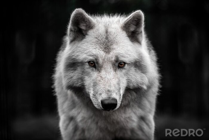 Poster Arktischer Wolf auf dunklem Hintergrund