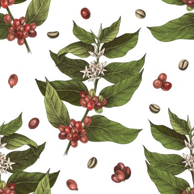 Tapete Aromatische Kaffeepflanze