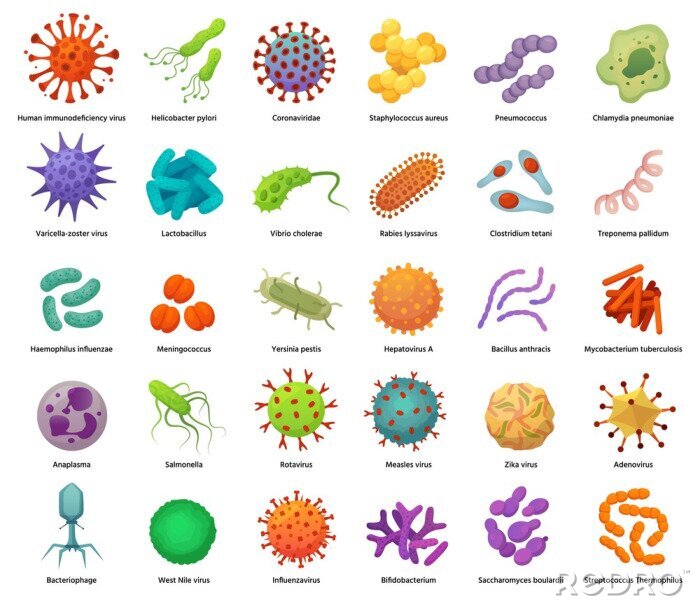 Poster Arten von Bakterien und Viren