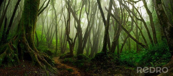 Poster Asiatischer tropischer Regenwald