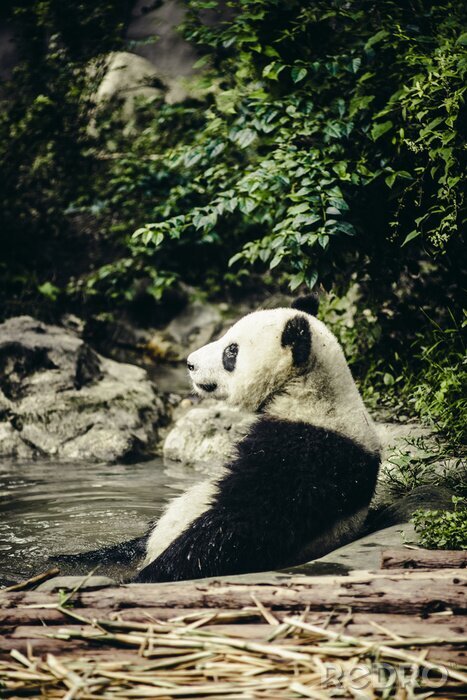Poster Asien Panda beim Baden im Wasser