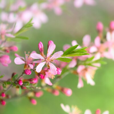 Ast mit rosa Blumen