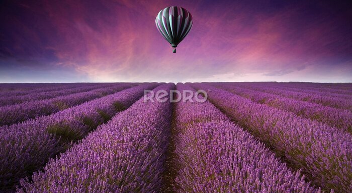 Poster Atemberaubende Lavendelfeld Landschaft Sommer Sonnenuntergang mit Heißluft bal