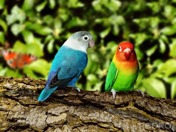 Poster Auf Baum sitzende bunte Papageien