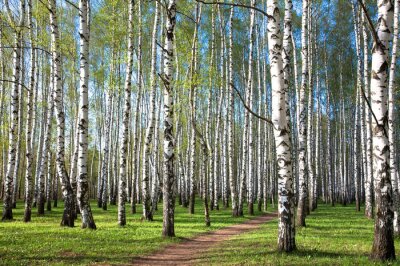 Auf Birken fallende Sonne