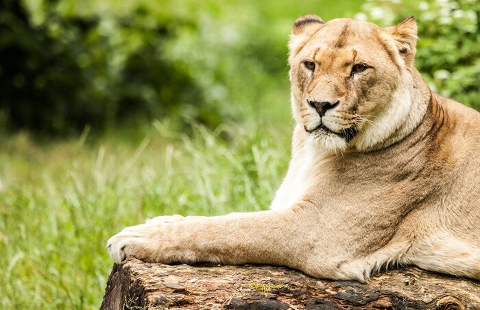 Poster Auf dem Holz liegende Löwin