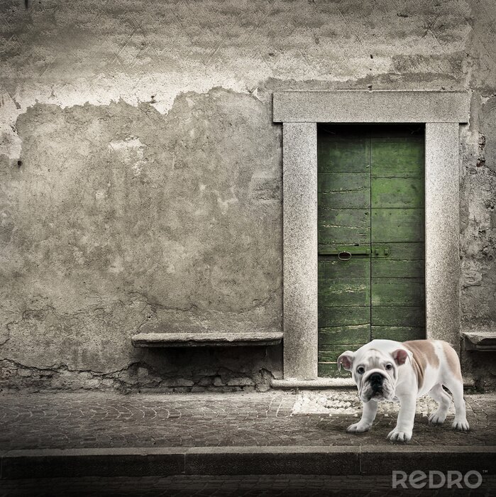 Poster Auf der Straße stehendes Tier