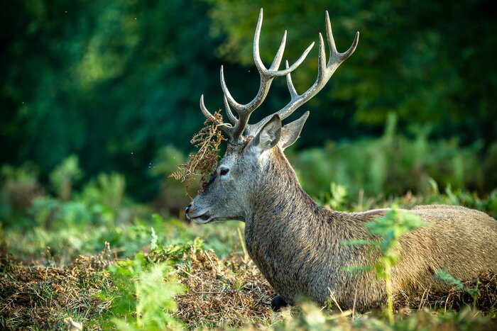 Poster Auf Moos liegendes Waldtier