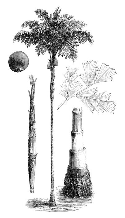 Poster Aufbau der Palme Illustration aus dem Atlas