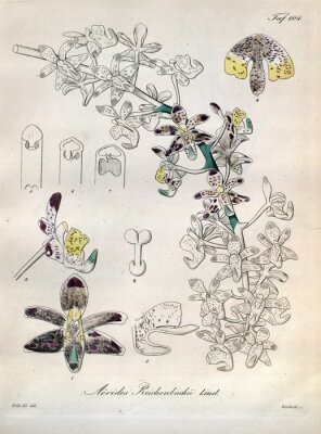 Poster Aufbau einer Orchidee auf botanischer Zeichnung