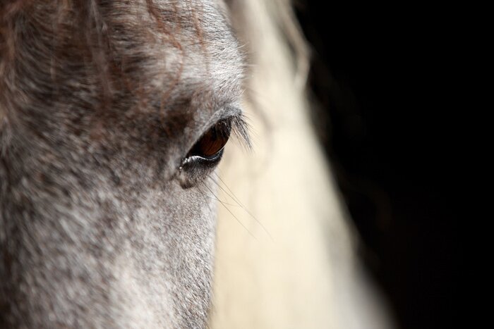 Poster Auge des Pferdes