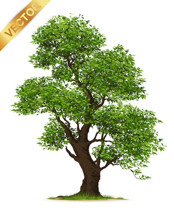 Poster Ausgebreiteter Baum auf weißem Hintergrund