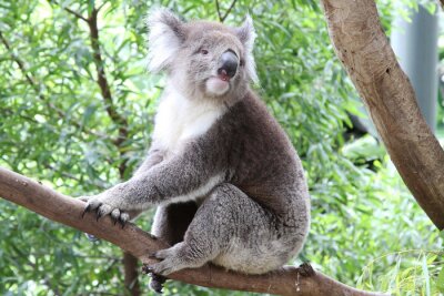 Poster Australien Koala-Bär auf dem Baum sitzend