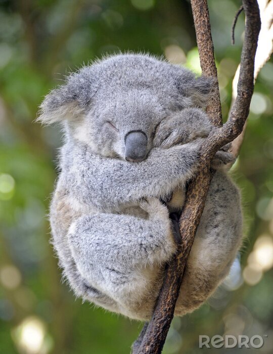 Poster Australien schlafender Koala auf dem Ast