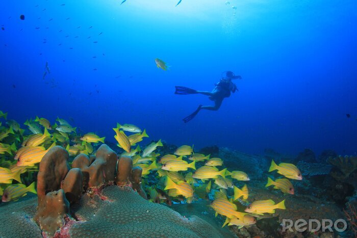Poster Australien Taucher umgeben von einem Korallenriff