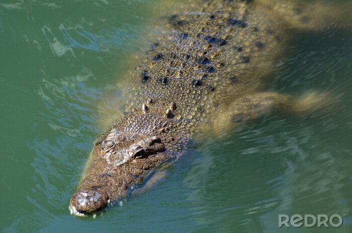 Poster Australisches Krokodil im Wasser
