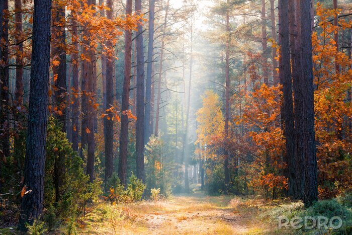 Poster Autumn scenery