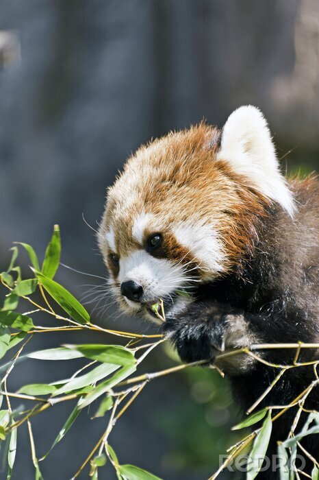 Poster Baby Panda isst Bambus