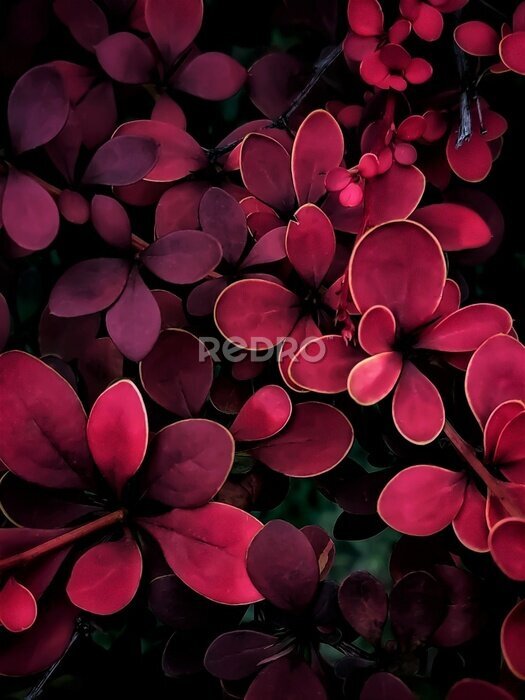 Poster background of barberry leaves