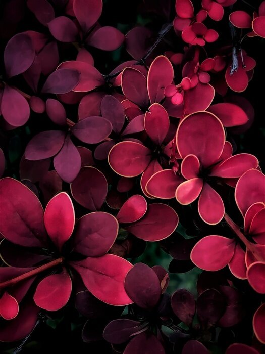 Poster background of barberry leaves