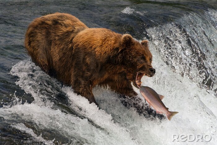Poster Bär beim Fischen