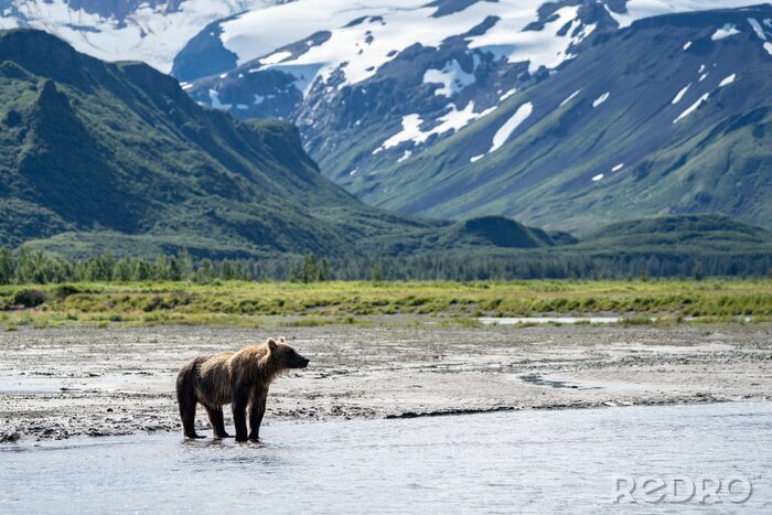 Poster Bär in Alaska
