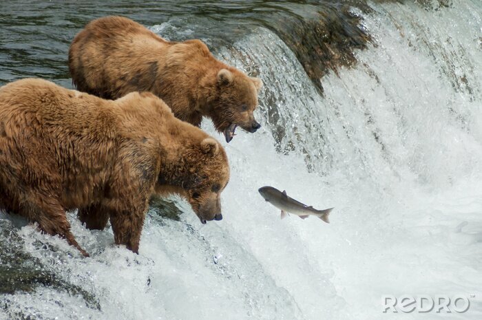 Poster Bären beim Fischen