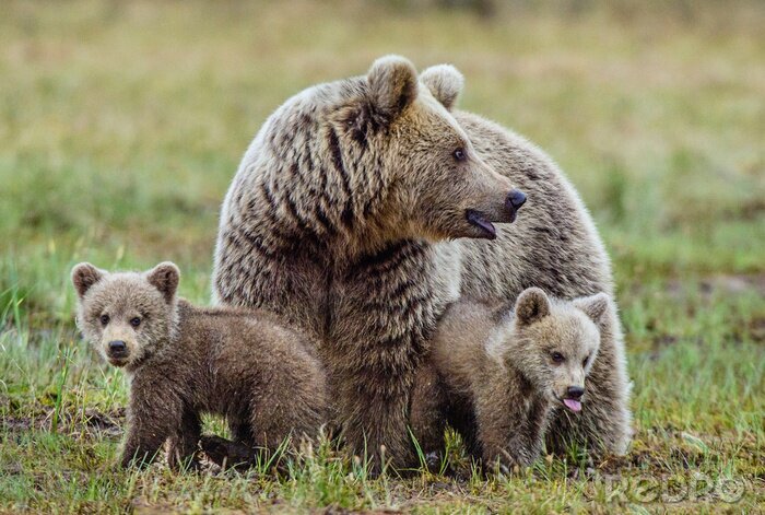 Poster Bärenfamilie auf der Lichtung
