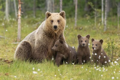 Poster Bärenfamilie auf der Wiese