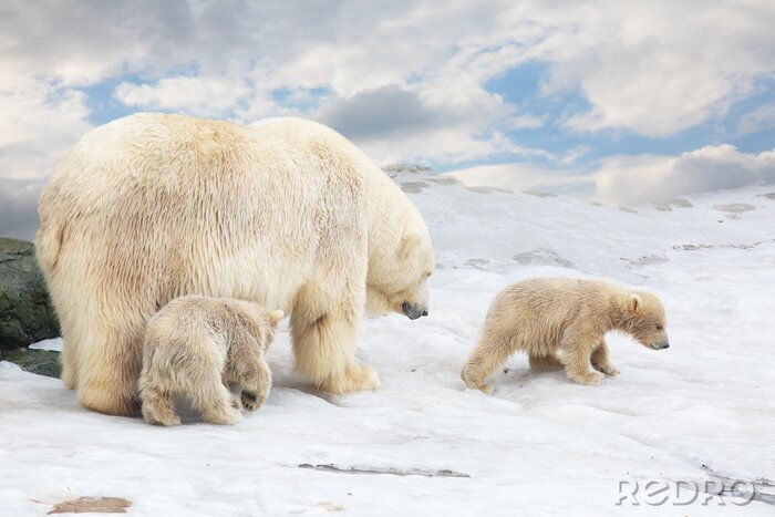Poster Bärenfamilie im Schnee