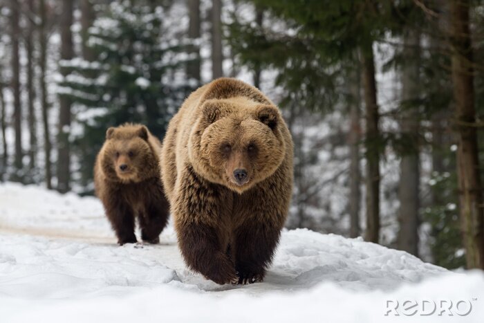 Poster Bärenfamilie im Winterwald