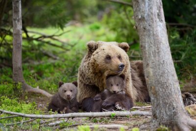 Poster Bärenfamilie ruht im Wald