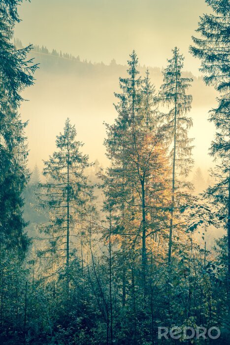 Poster Bäume, die im Nebel während des Sonnenaufgangs verborgen sind