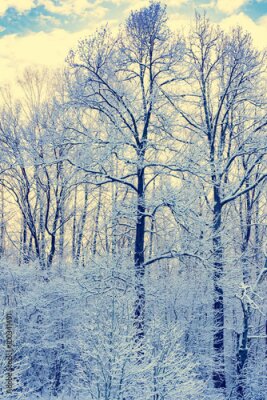 Poster Bäume, die mit leichtem Frost bedeckt sind