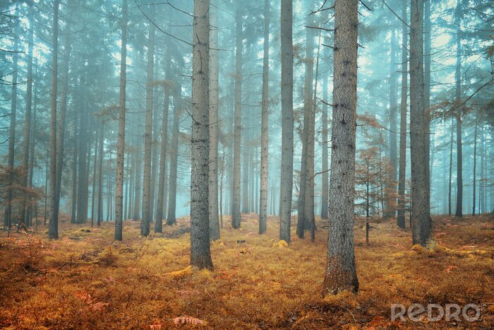 Poster Bäume im geheimnisvollen Wald